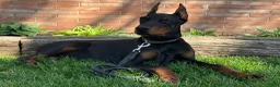 Doberman Pinscher dogs for sale: Vick - Ad 3