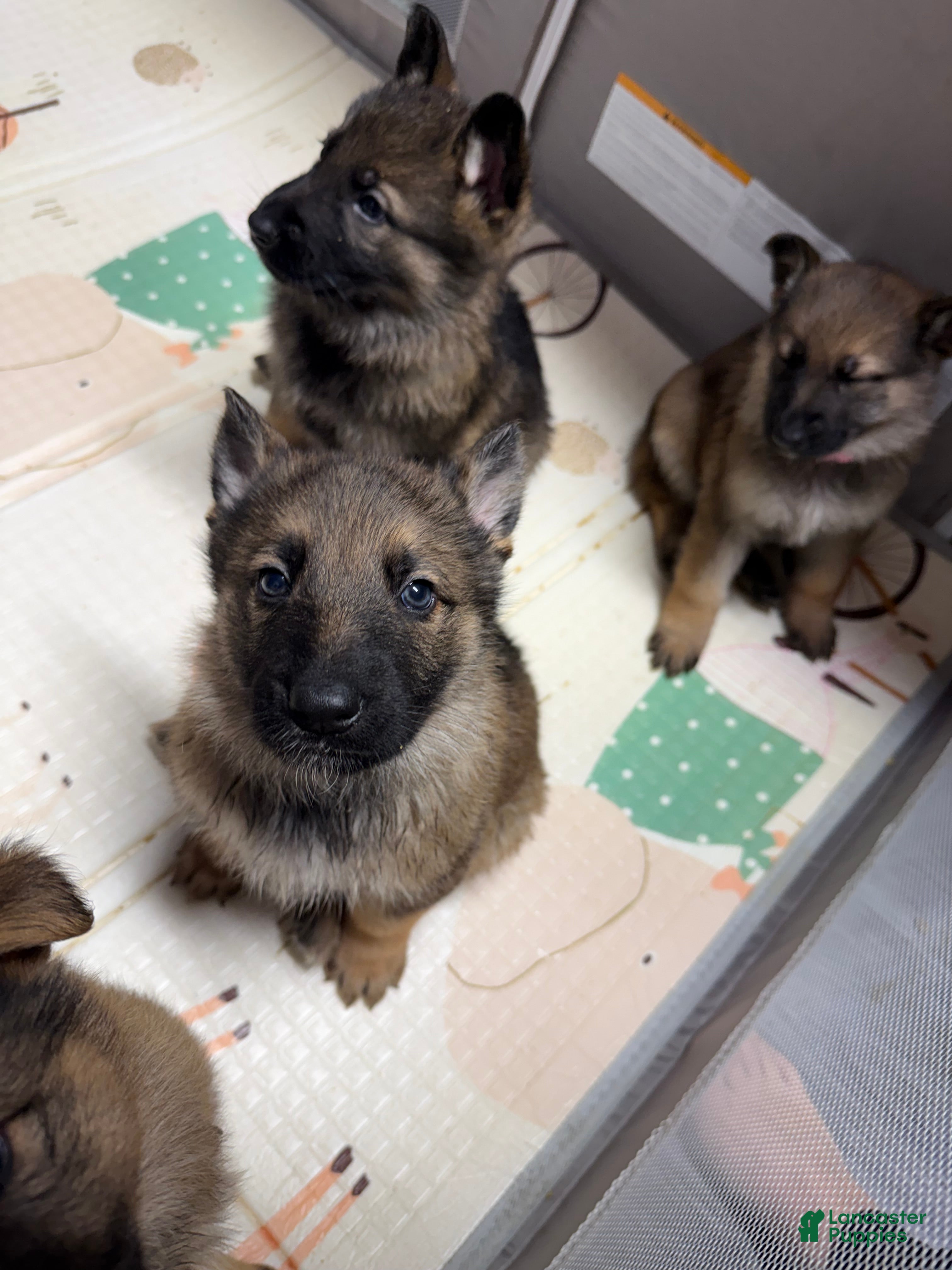 German Shepherd dogs Titus - Ad 12