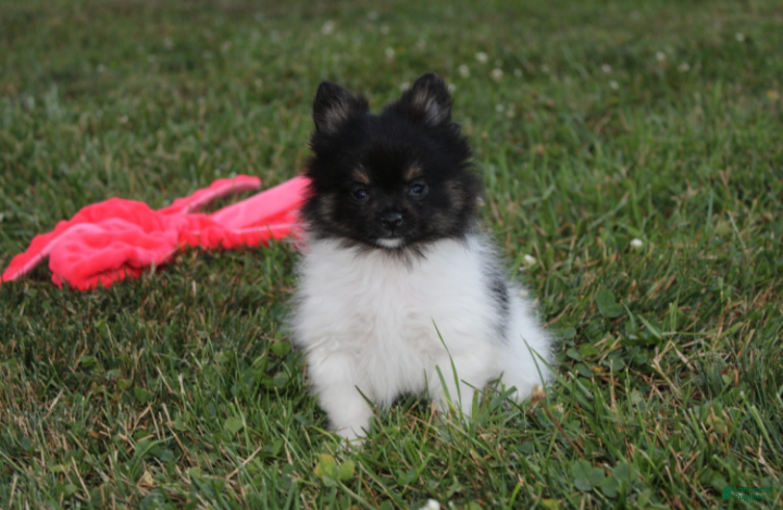 Pomeranian dogs Ziggy - Ad 1