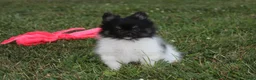 Pomeranian dogs for sale: Ziggy - Ad 1