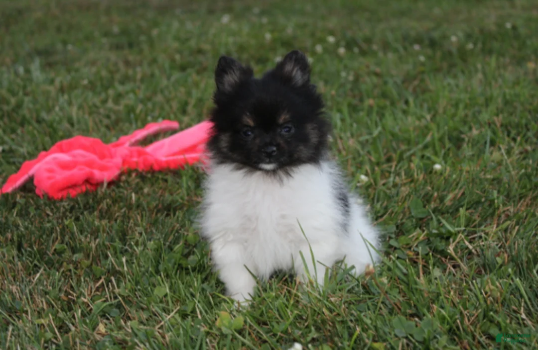 Pomeranian dogs for sale: Ziggy - Ad 1