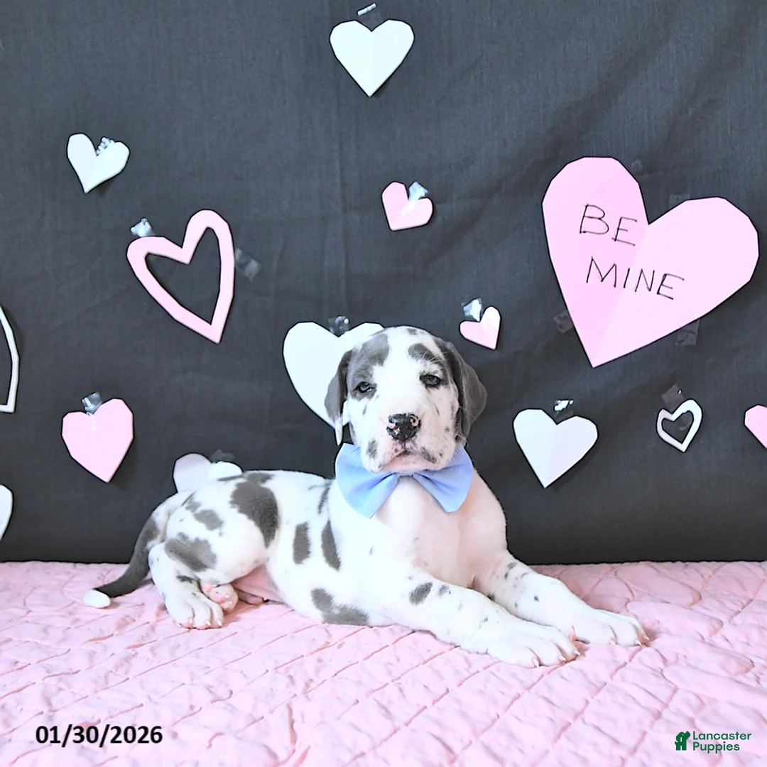 Great Dane dogs for sale: Charles - Ad 4