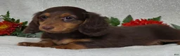 Miniature Dachshund dogs for sale: Judson - Ad 4