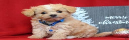 Maltipoo dogs for sale: Jax - Ad 4