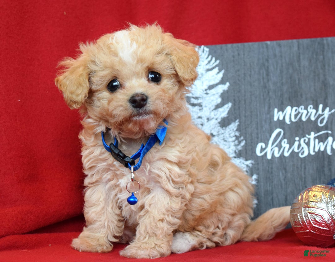 Maltipoo dogs for sale: Jax - Ad 4