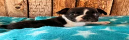 Frenchton dogs for sale: Mulberry - Ad 1