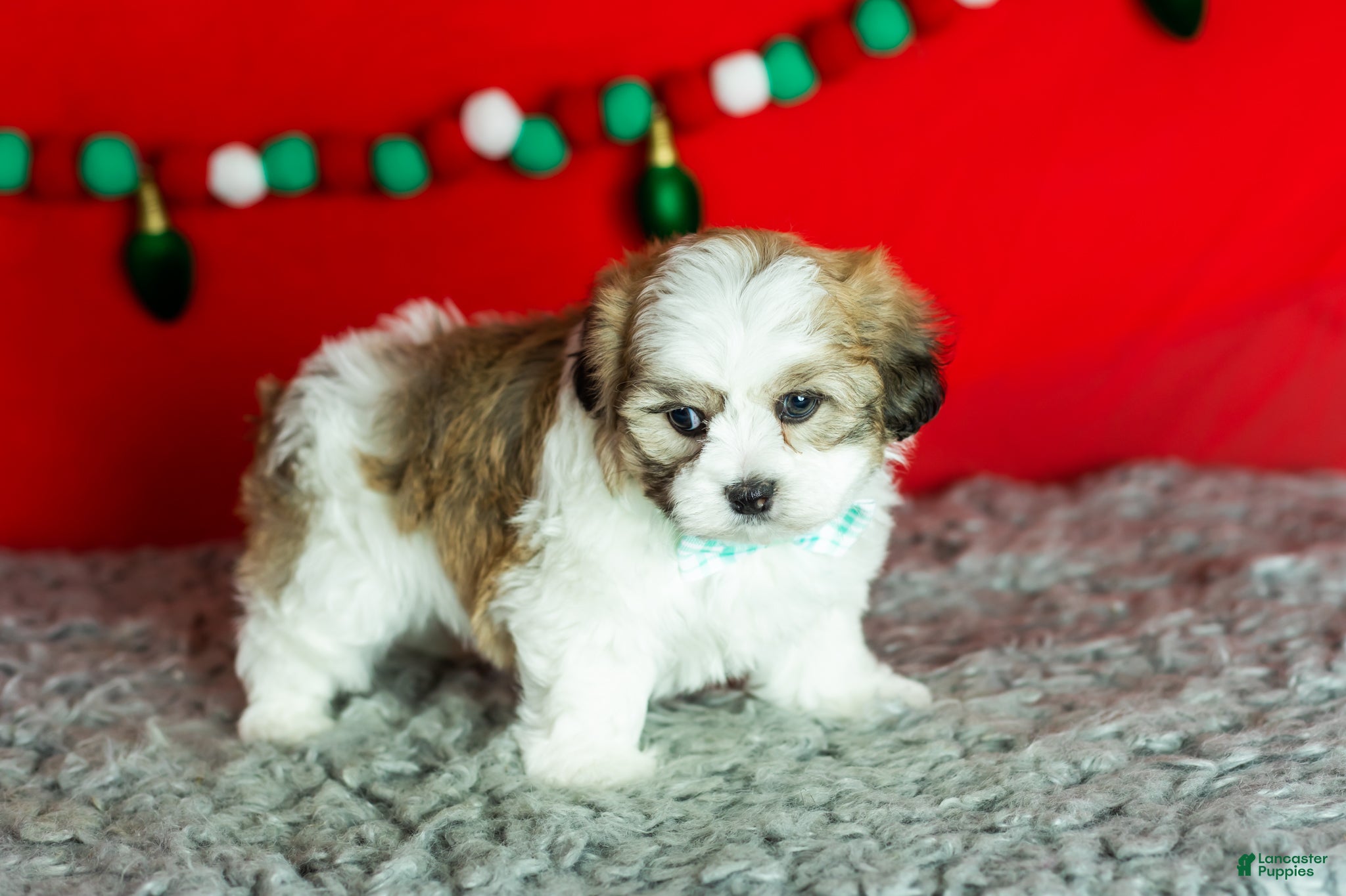 Teddy Bear dogs Monte - Ad 17