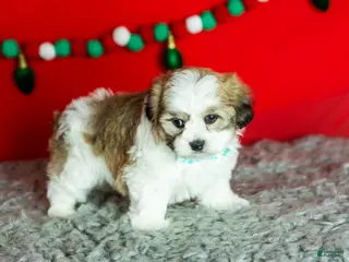 Teddy Bear dogs Monte - Ad 28