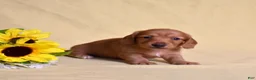 Miniature Dachshund dogs for sale: Macchiato  - Ad 9