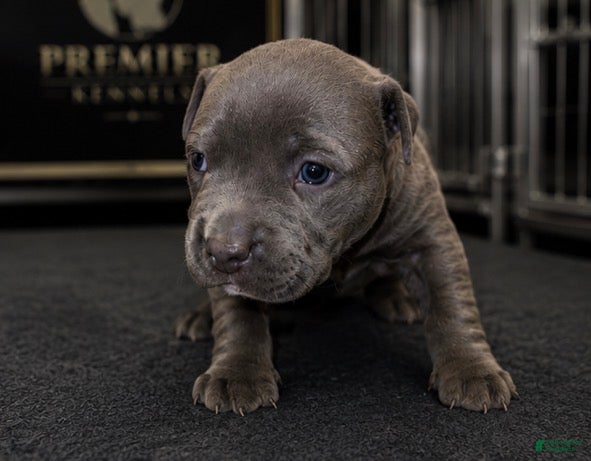 American Bully dogs Max - Ad 2