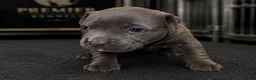American Bully dogs for sale: Max - Ad 2