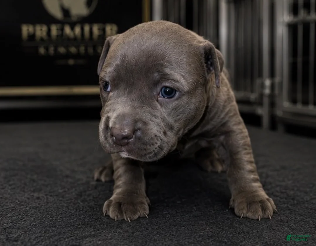 American Bully dogs for sale: Max - Ad 2