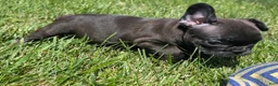 French Bulldog dogs for sale: French Toast - Ad 6
