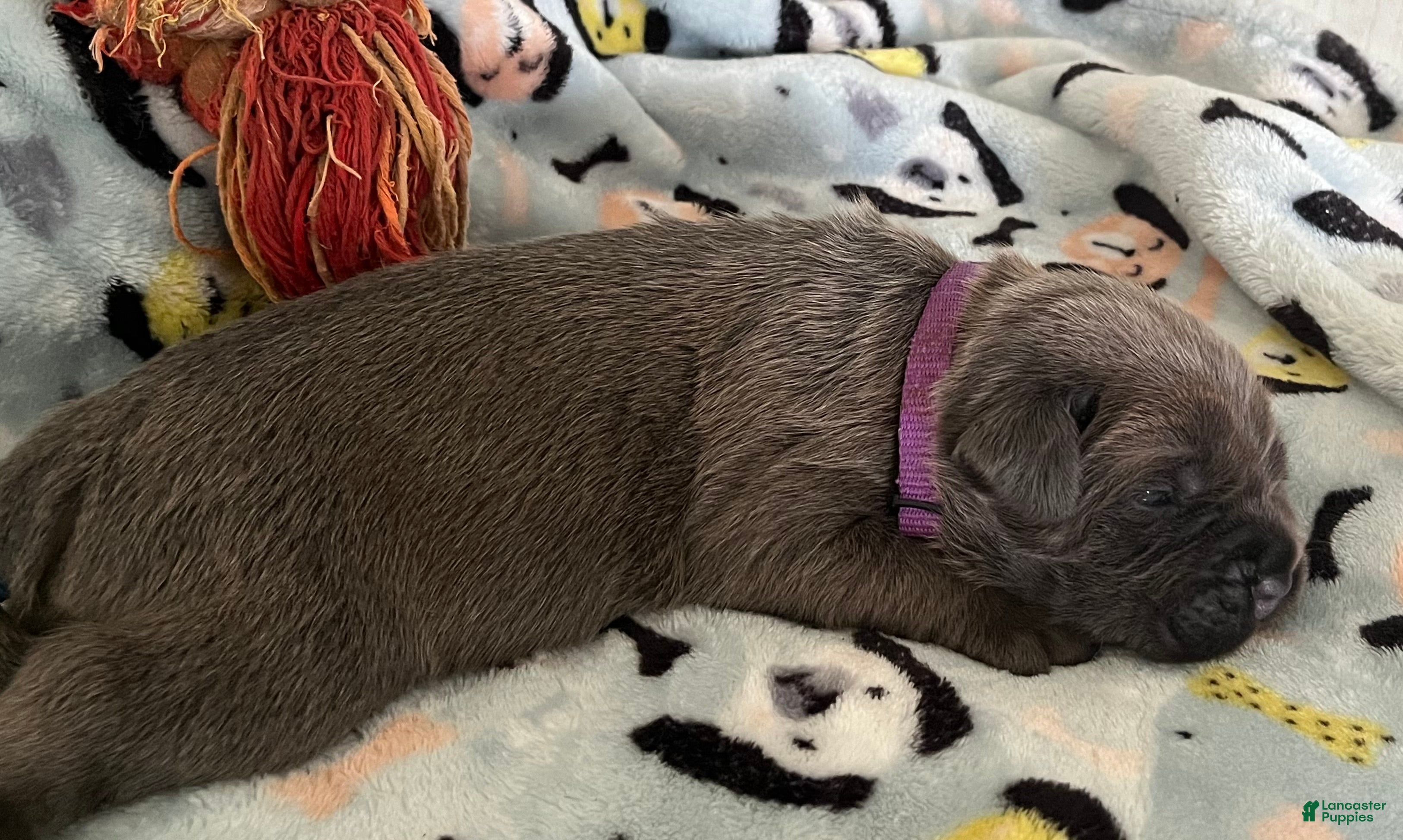 Cane Corso dogs for sale: Orange collar - Ad 23