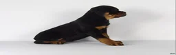 Rottweiler dogs for sale: Rottweiler Puppy 1 - Ad 7