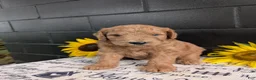 Goldendoodle dogs for sale: Lincoln  - Ad 7