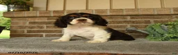 English Cocker Spaniel dogs for sale: Jake - Ad 3