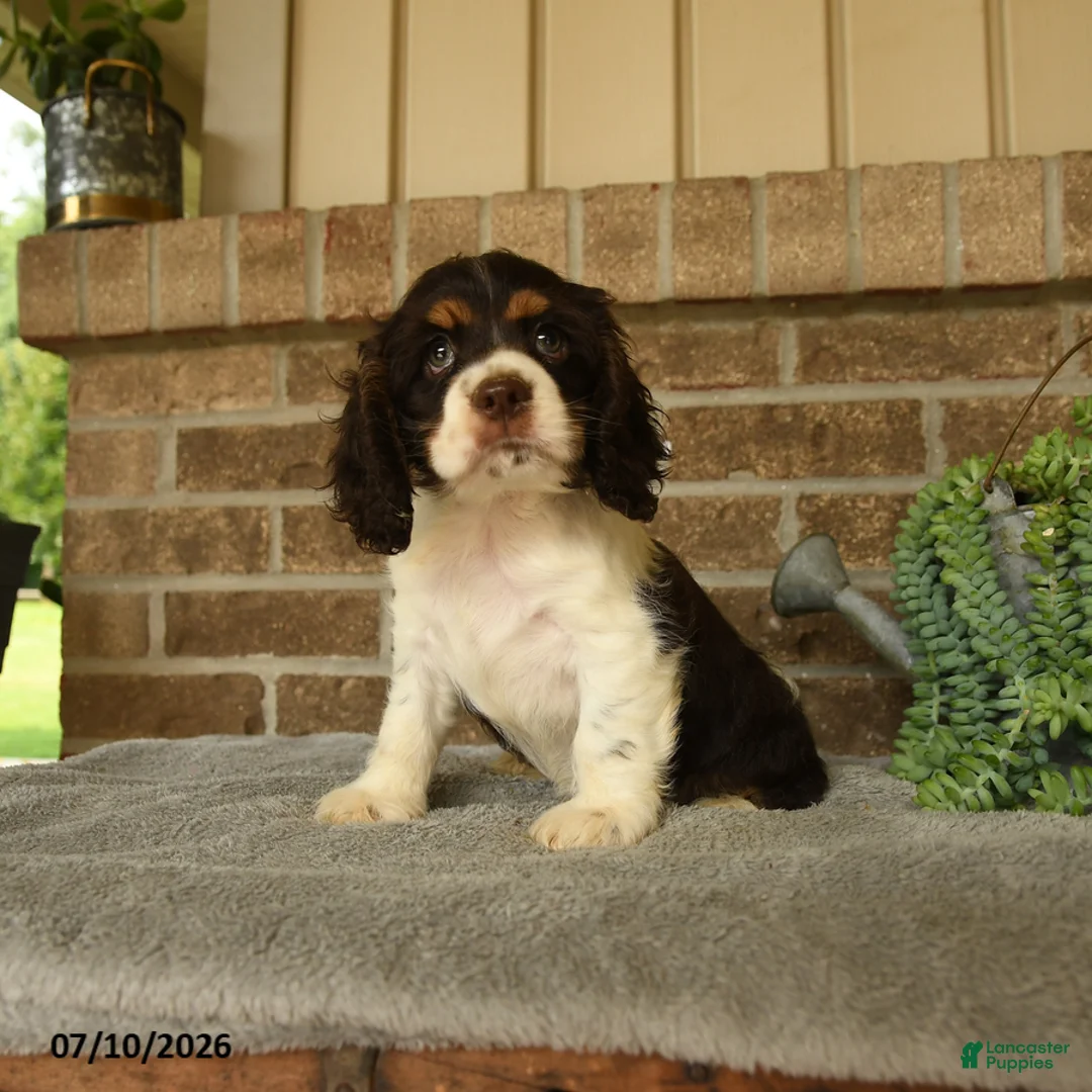 English Cocker Spaniel dogs for sale: Jake - Ad 3