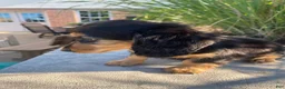 Miniature Dachshund dogs for sale: Nala - Ad 4