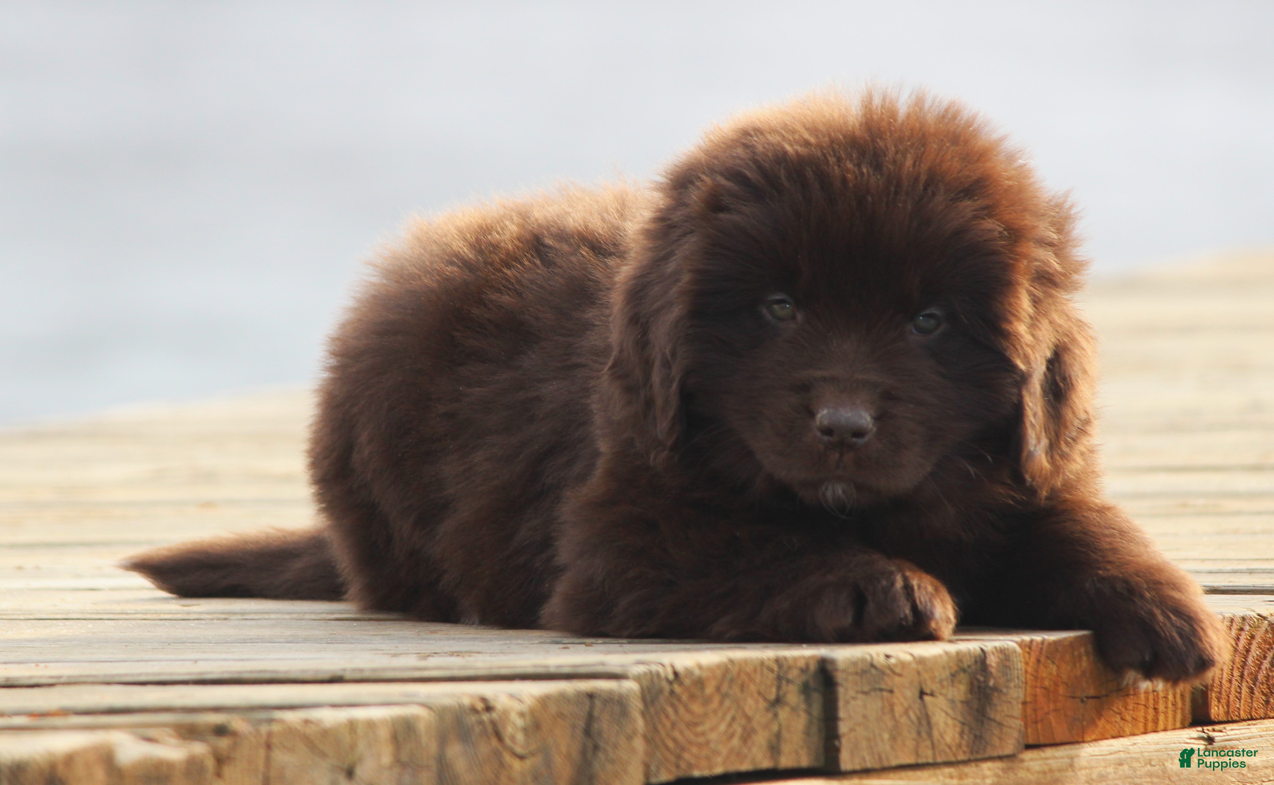 Newfoundland dogs Pansy  - Ad 17