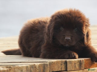 Newfoundland dogs Pansy - Ad 17