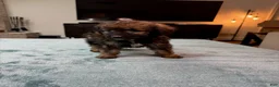 Bordoodle dogs for sale: Purple Girl - Ad 2