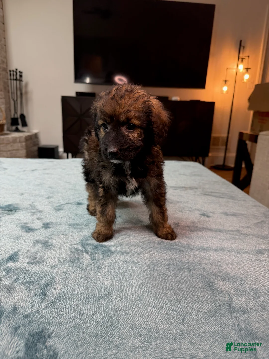 Bordoodle dogs for sale: Purple Girl - Ad 2