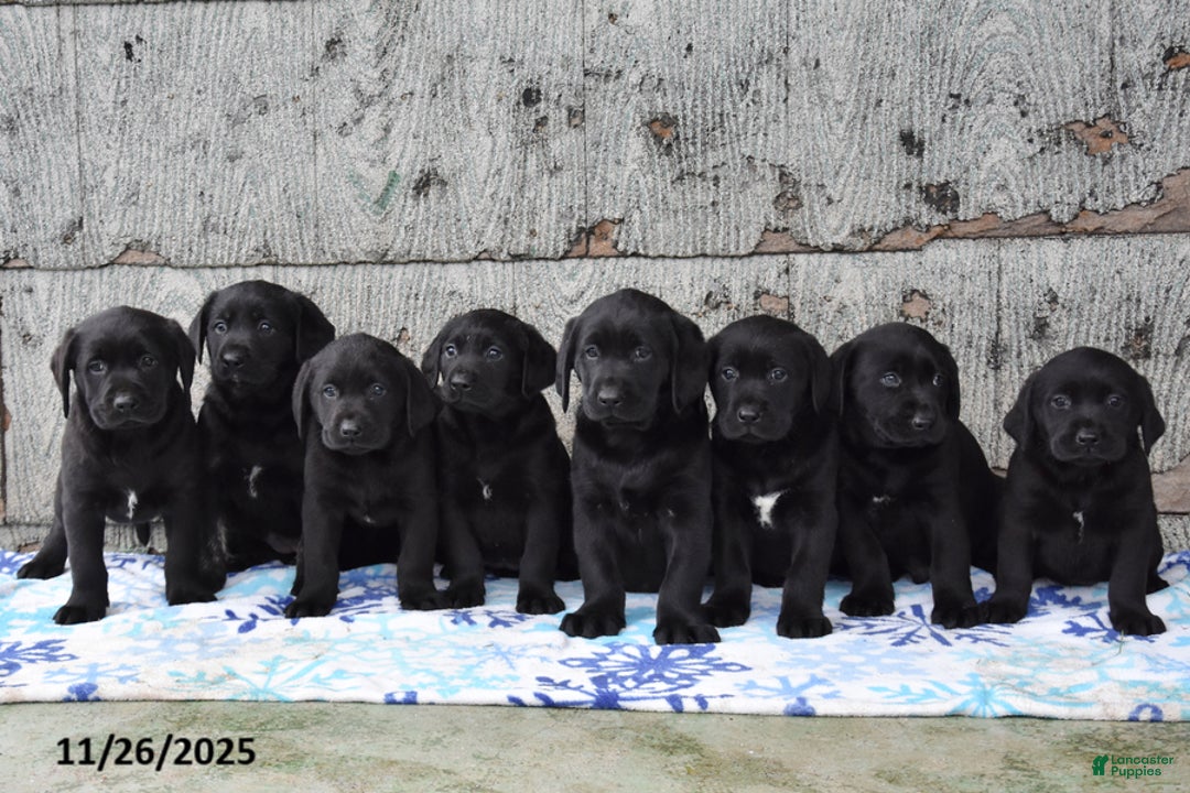 Labrador Retriever dogs for sale: Reba - Ad 3