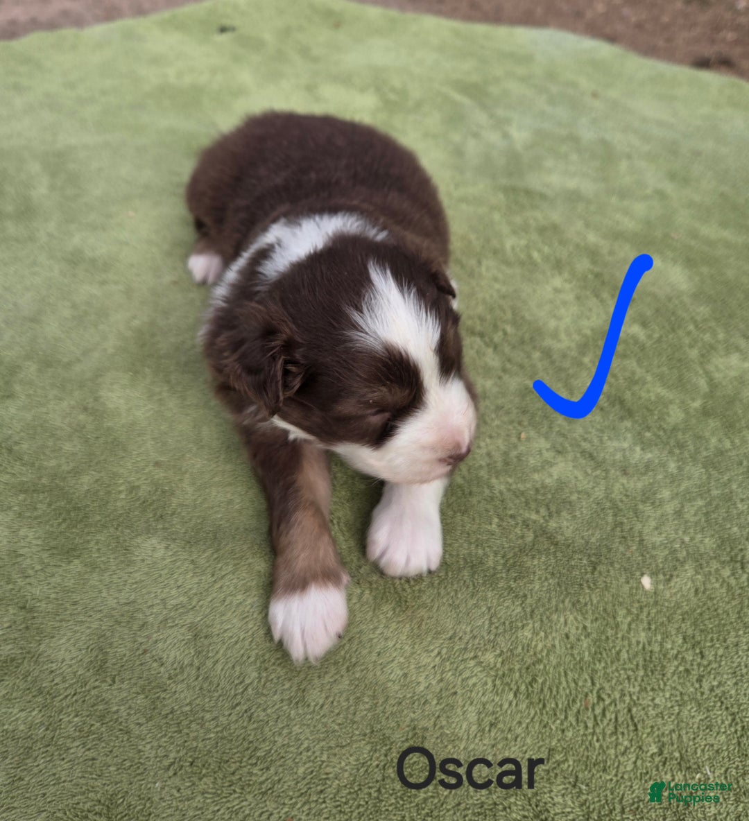 Australian Shepherd dogs for sale: Oscar - Ad 2