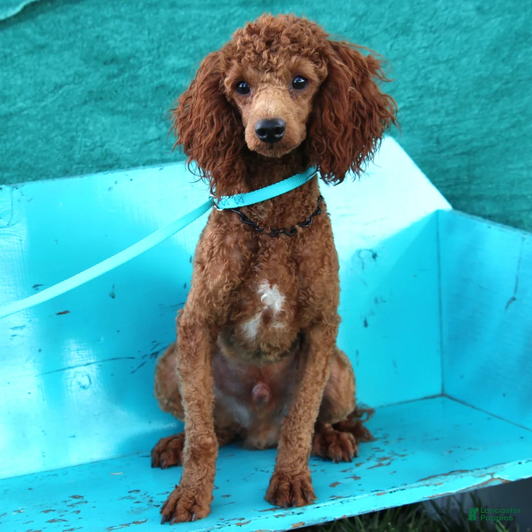 Bichpoo dogs for sale: Jaxon  - Ad 5