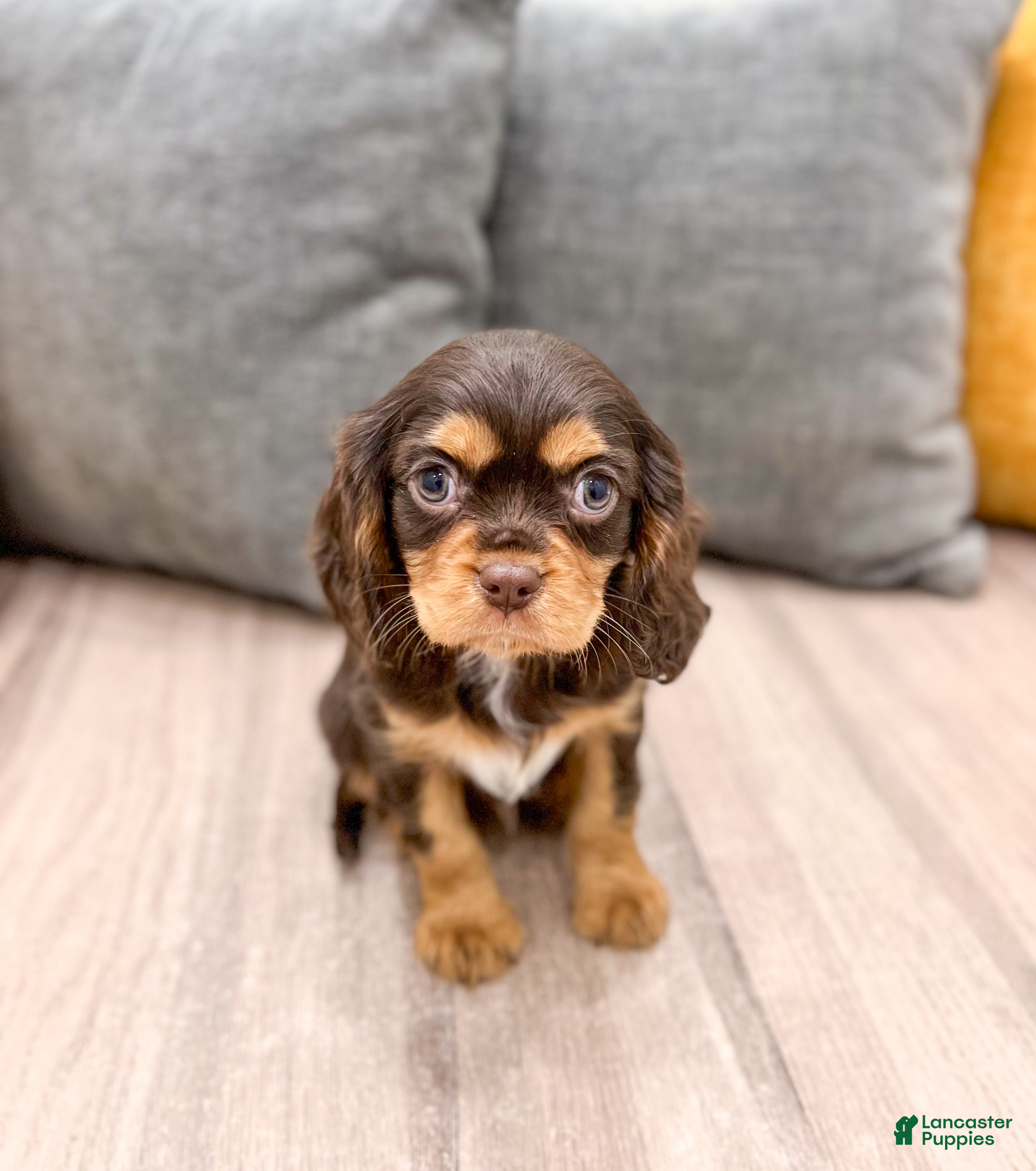 Cavalier King Charles Spaniel dogs Chico - Ad 1