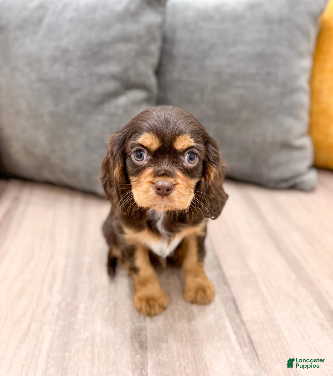 Cavalier King Charles Spaniel dogs for sale: Chico - Ad 1