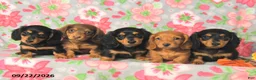Miniature Dachshund dogs for sale: Rosie - Ad 3