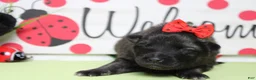 Keeshond dogs for sale: Thelma  - Ad 2