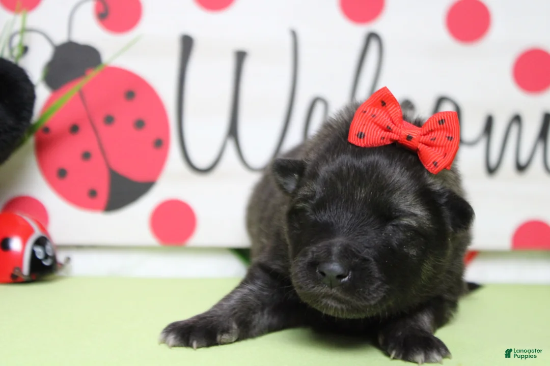 Keeshond dogs for sale: Thelma  - Ad 2
