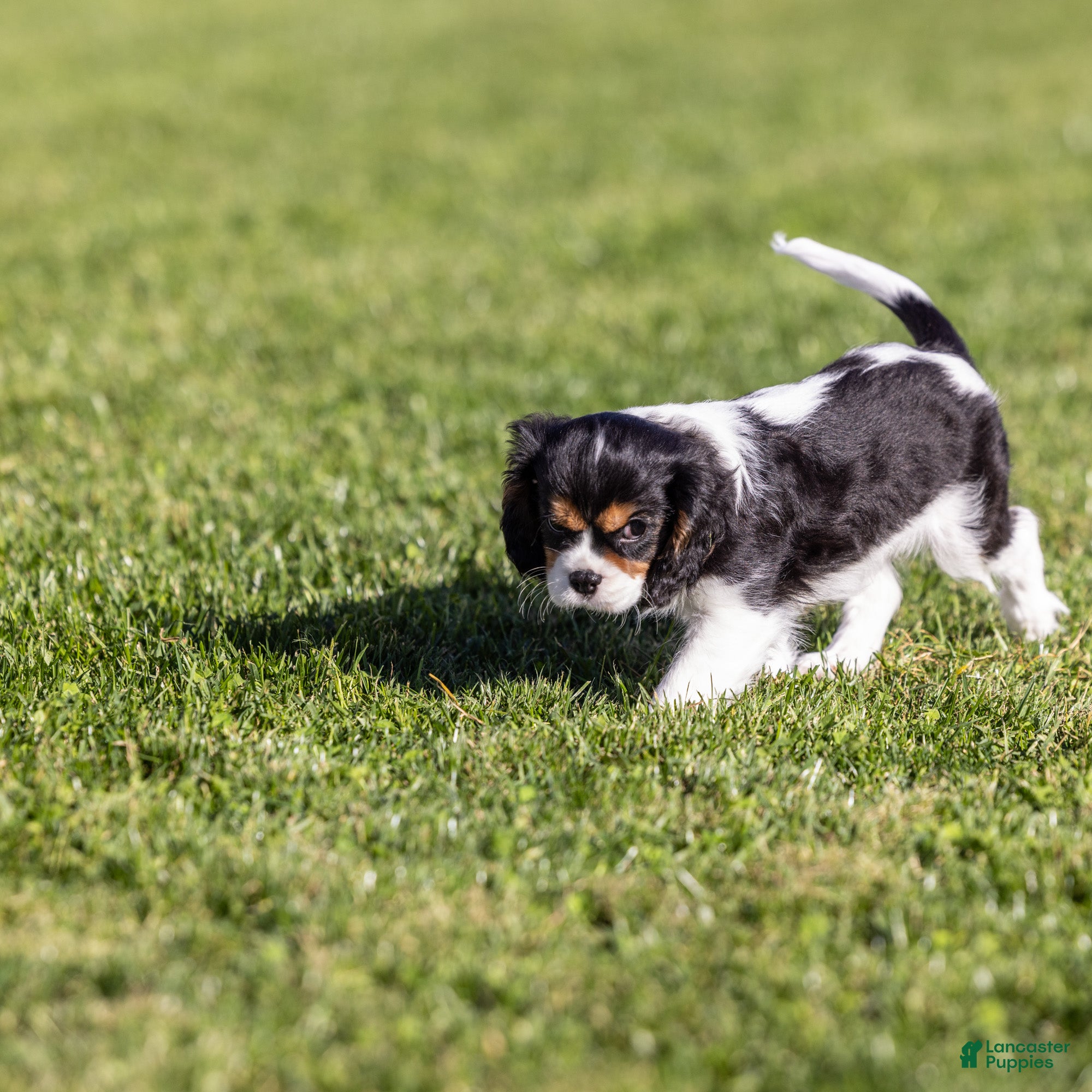 Cavalier King Charles Spaniel dogs Lincoln - Ad 2