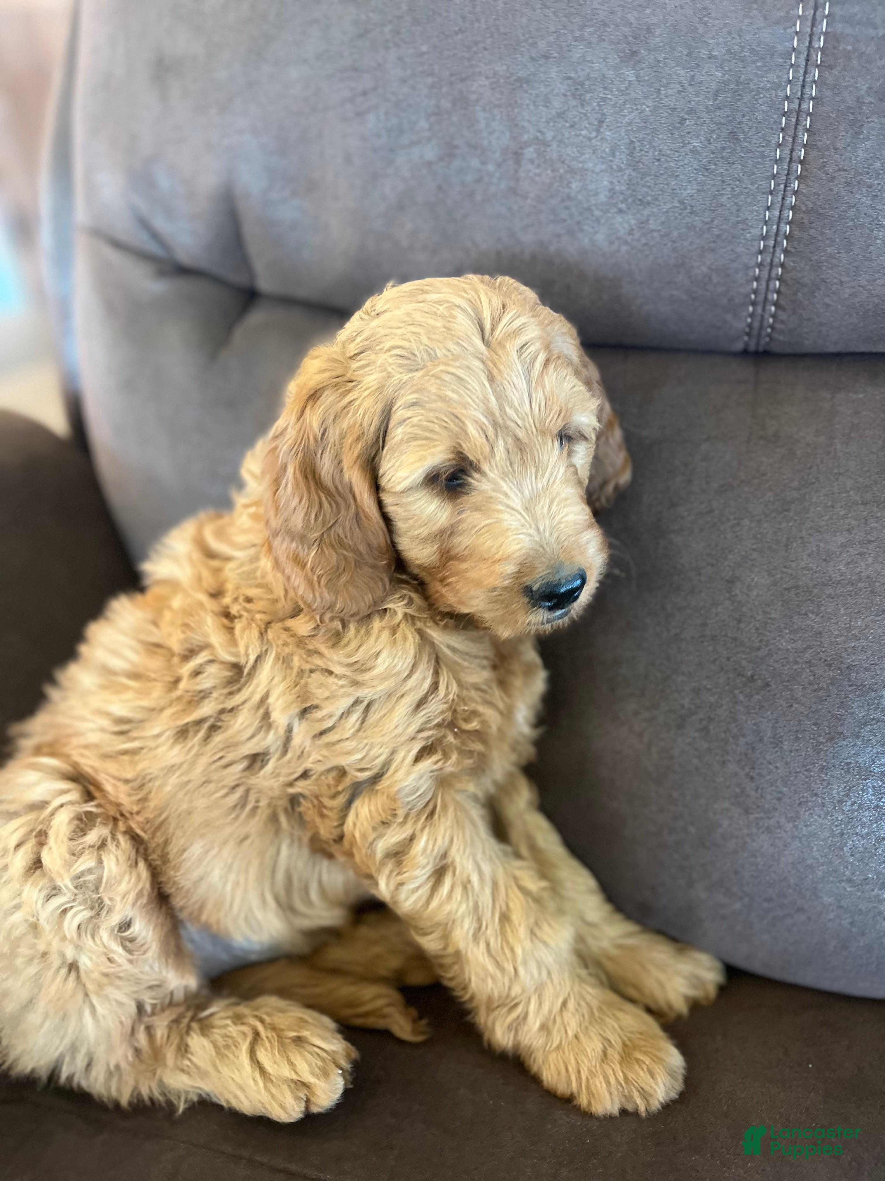 Mini Goldendoodle dogs for sale: Gus - Ad 2