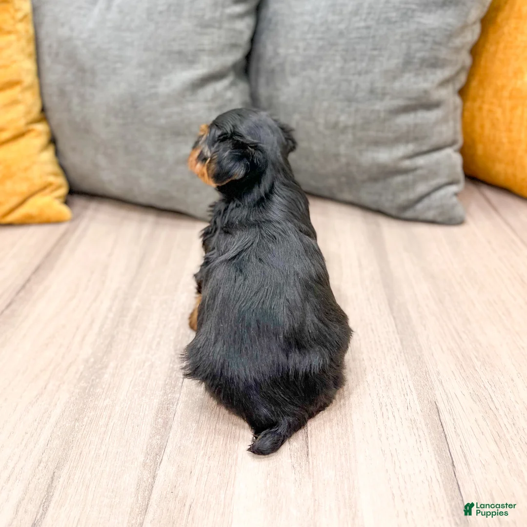 Yorkshire Terrier dogs for sale: Ranger - Ad 5
