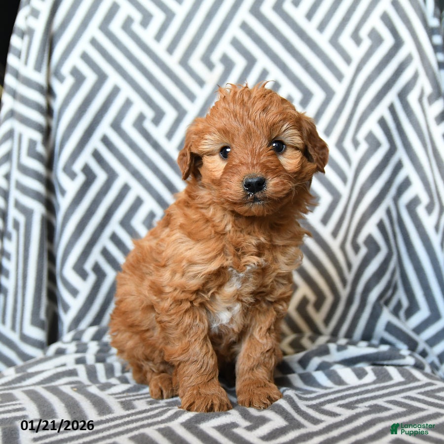 Mini Goldendoodle dogs for sale: Kitkat - Ad 3