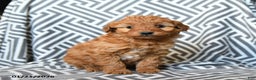 Mini Goldendoodle dogs for sale: Kitkat - Ad 1