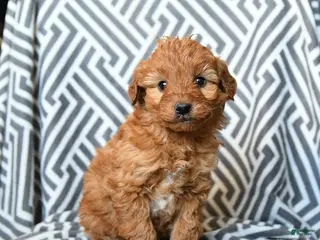 Mini Goldendoodle dogs Kitkat - Ad 24