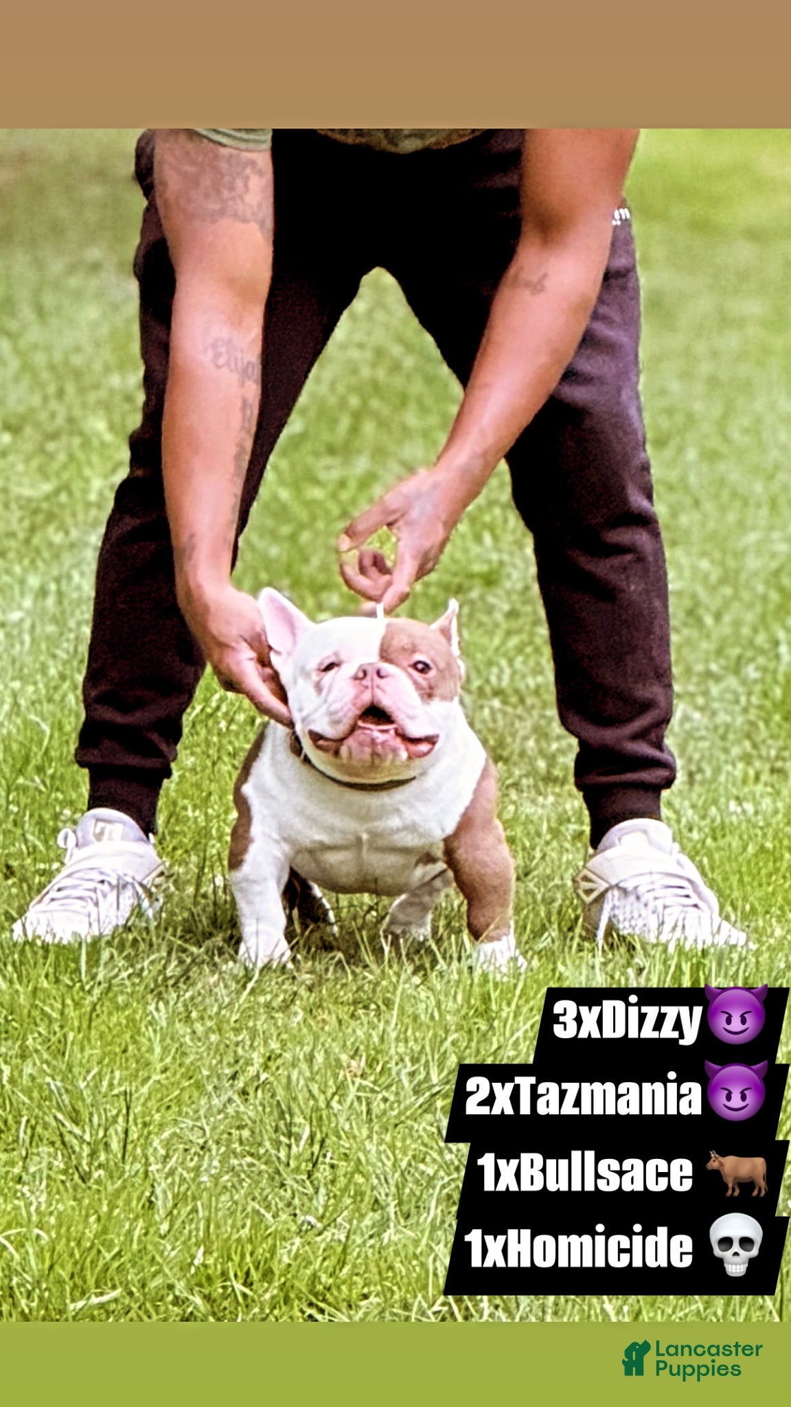American Bully dogs APOLLO CREED –MICRO POCKET AMERICAN BULLY  - Ad 13