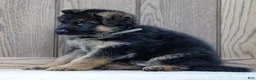 German Shepherd dogs for sale: Zeus - Ad 4