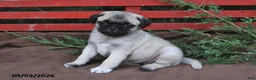 Pug dogs for sale: Tonto - Ad 4