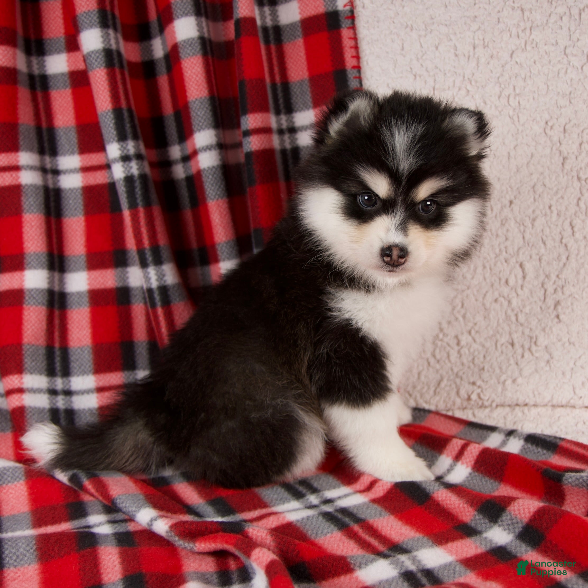 Pomsky dogs Jewels - Ad 2