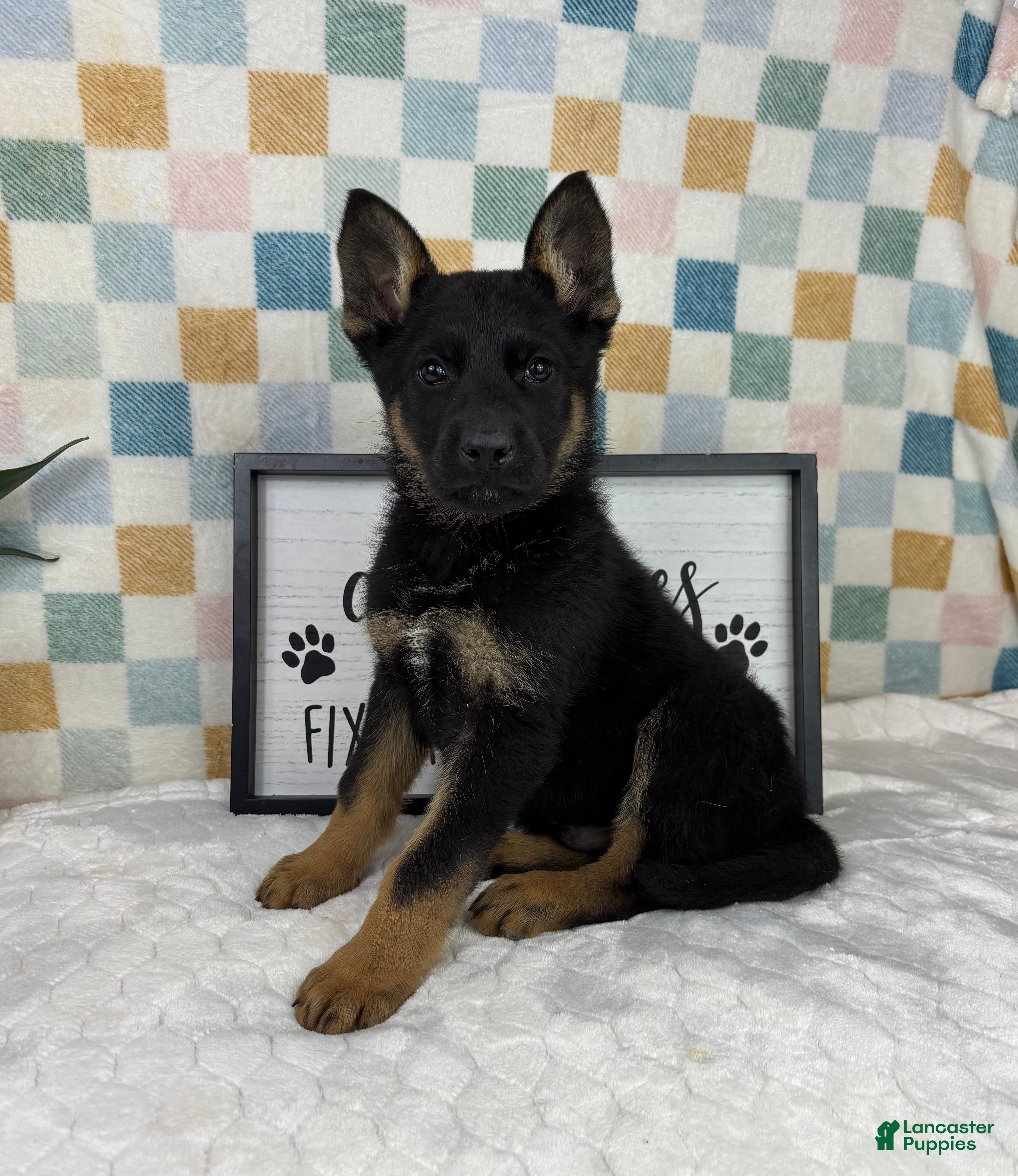 German Shepherd dogs Griffin  - Ad 35