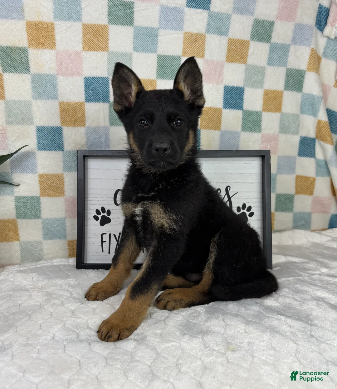 German Shepherd dogs for sale: Griffin  - Ad 1