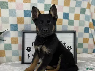 German Shepherd dogs Griffin - Ad 1
