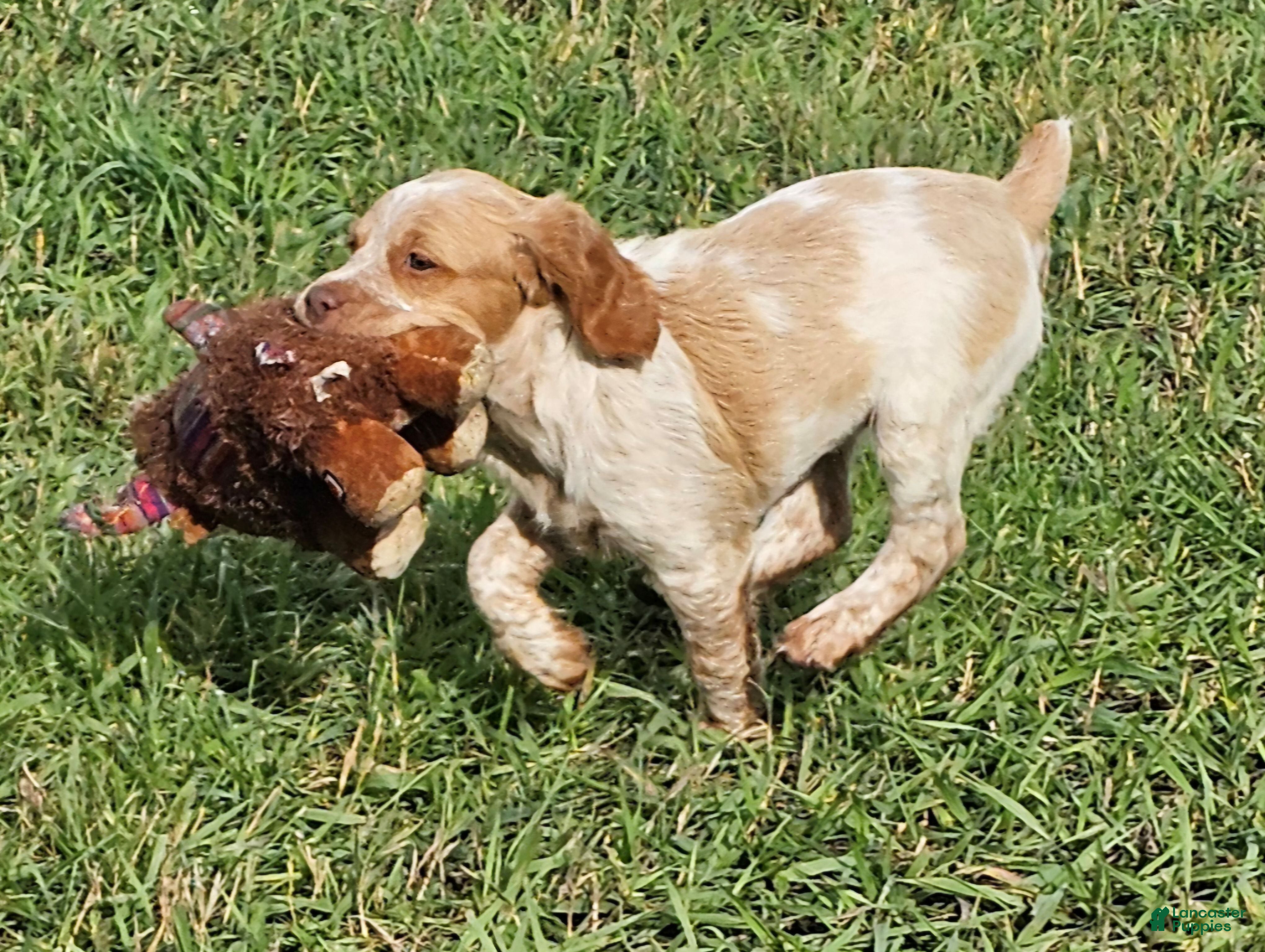 Brittany Spaniel dogs for sale: Brittany Spaniel 5 - Ad 1
