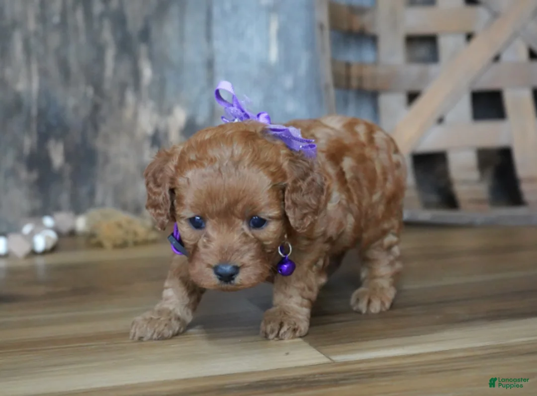 Cavapoo dogs for sale: Leah - Ad 2